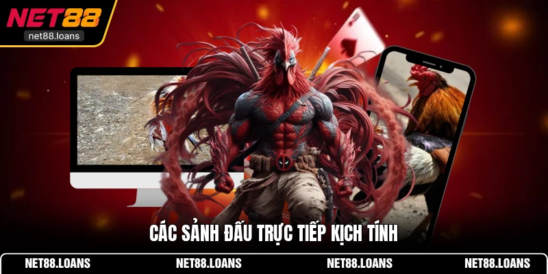 Các sảnh đấu trực tiếp kịch tính