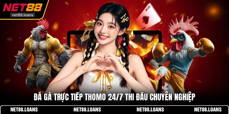 Đá gà trực tiếp Thomo 24/7 thi đấu chuyên nghiệp