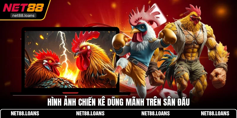 Hình ảnh chiến kê dũng mãnh trên sân đấu