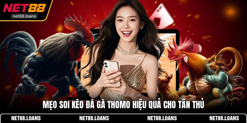Mẹo soi kèo đá gà Thomo hiệu quả cho tân thủ