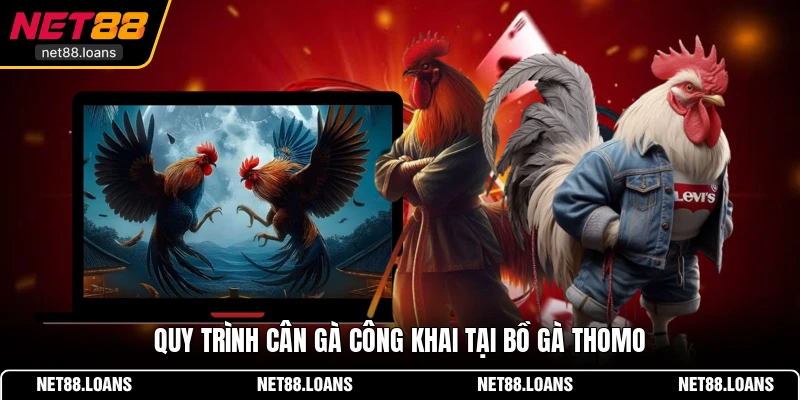 Quy trình cân gà công khai tại bồ gà Thomo