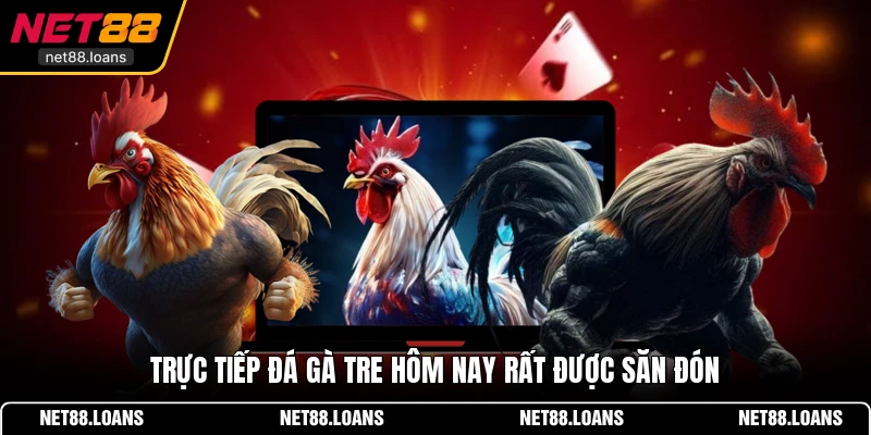Trực tiếp đá gà tre hôm nay rất được săn đón